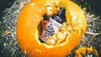 Punkin' Slicks Body Wash